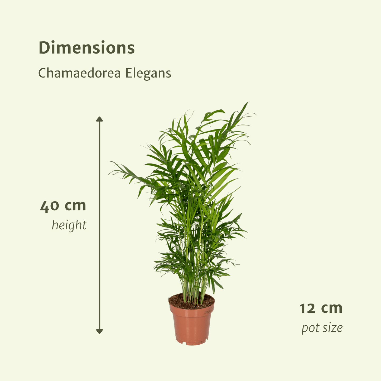 Mexikanische Bergpalme 2er Set – pflegeleicht & elegant