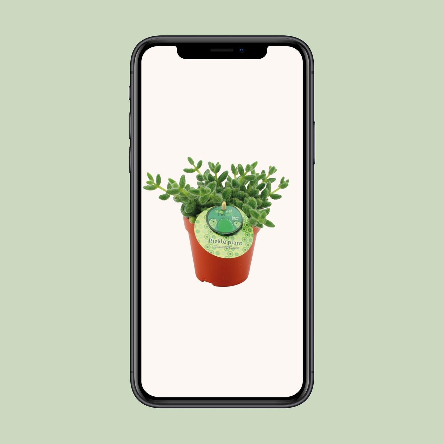 Delosperma Echinatum – Pflegeleichte Gurkenpflanze Ø12 cm