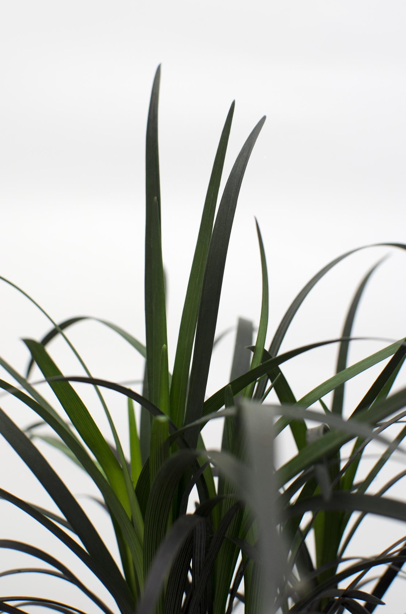 Ophiopogon planiscapus Nigrescens – Schwarzes Ziergras Ø14cm