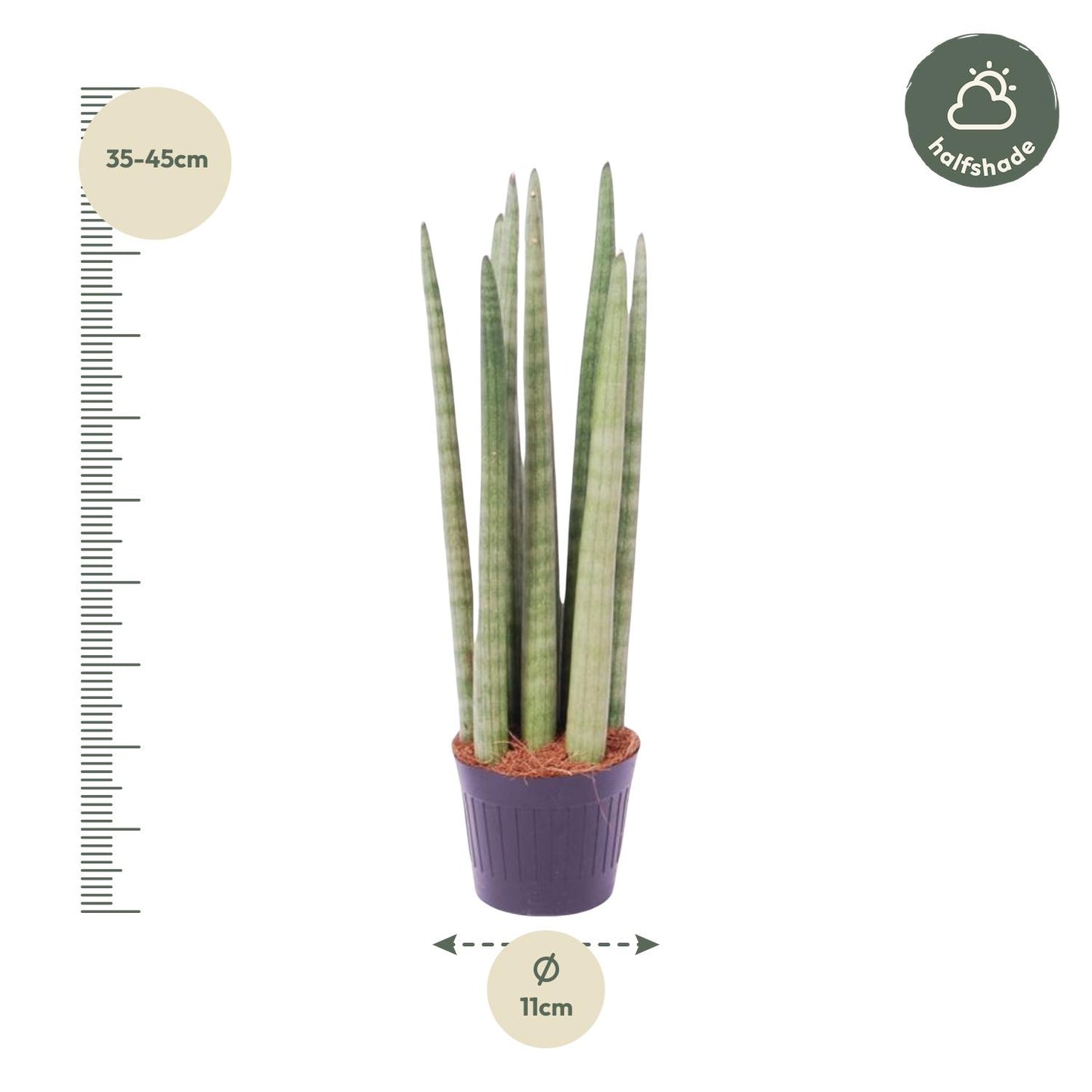 Sansevieria cylindrica 'Spaghetti' – pflegeleichte Zimmerpflanze 40 cm