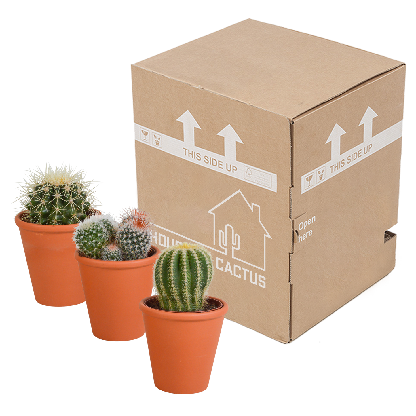 Bolcactus Kakteen-Mischung im Terrakottatopf 8,5 cm