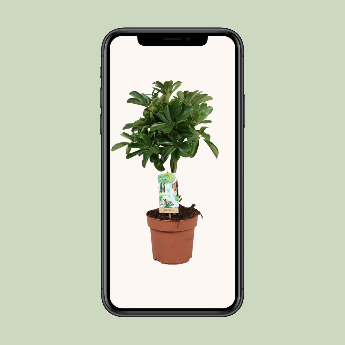 Schefflera Nora – Pflegeleichte Schirmpflanze Ø17cm, 60cm hoch