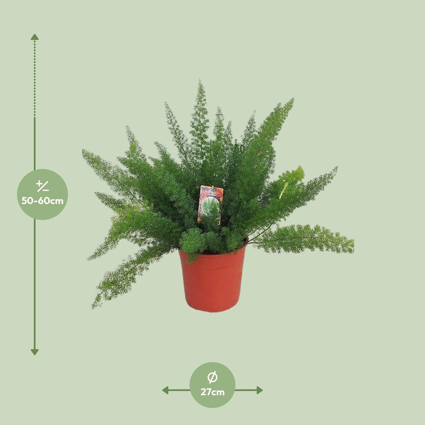 Spargelfarn 'Meyers' – pflegeleichte Zimmerpflanze Ø27cm