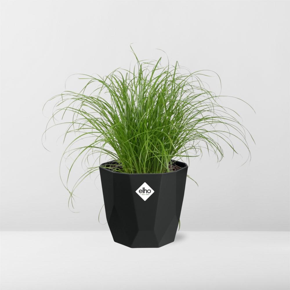 Cyperus Alternifolius Zumula – Pflegeleichtes Schirmgras 14cm