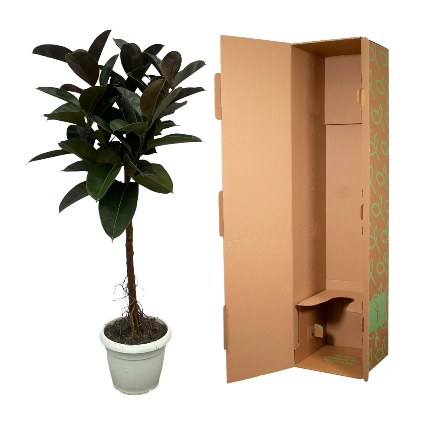 Ficus Elastica Robusta Stamm – Pflegeleichter Gummibaum 140 cm