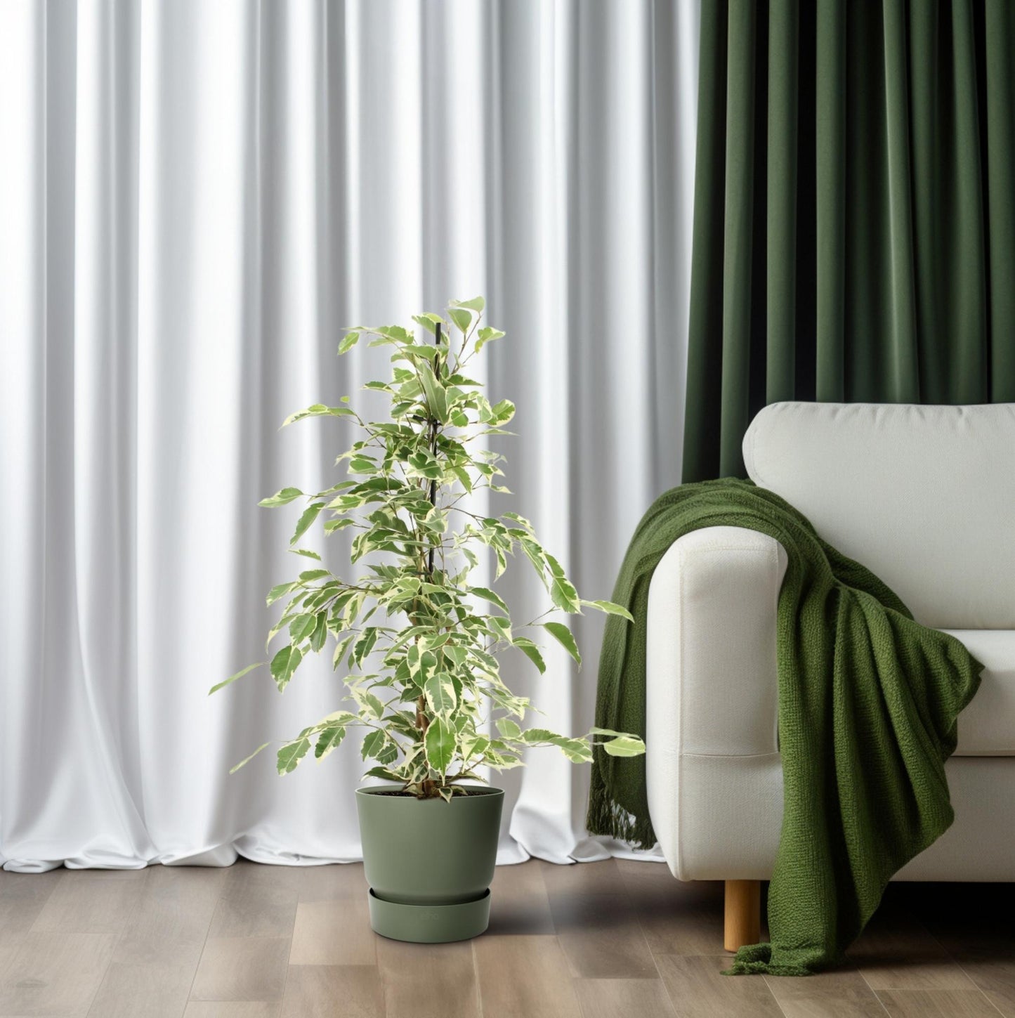 Ficus Benjamina Twilight – Pflegeleichte Zimmerpflanze Ø14cm
