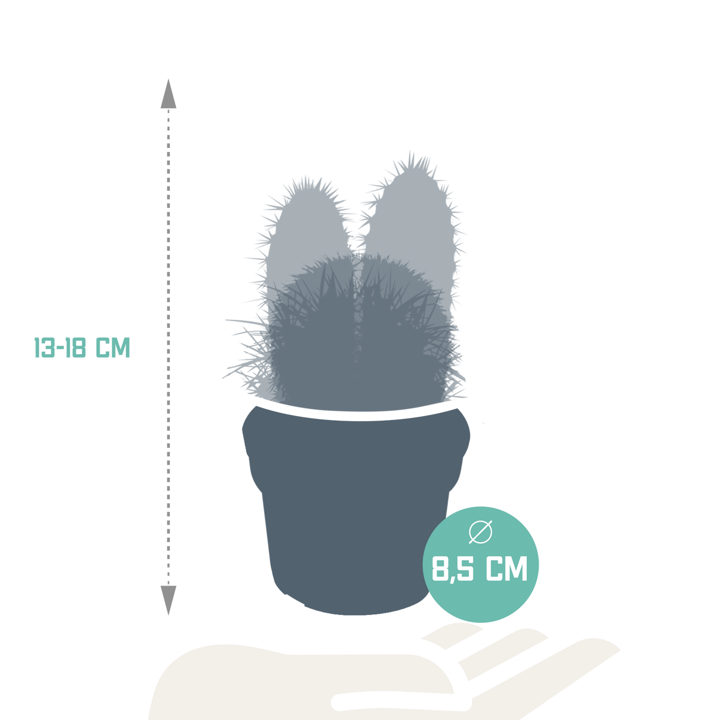 Kakteenmischung 3er-Set 8,5 cm – pflegeleicht & dekorativ
