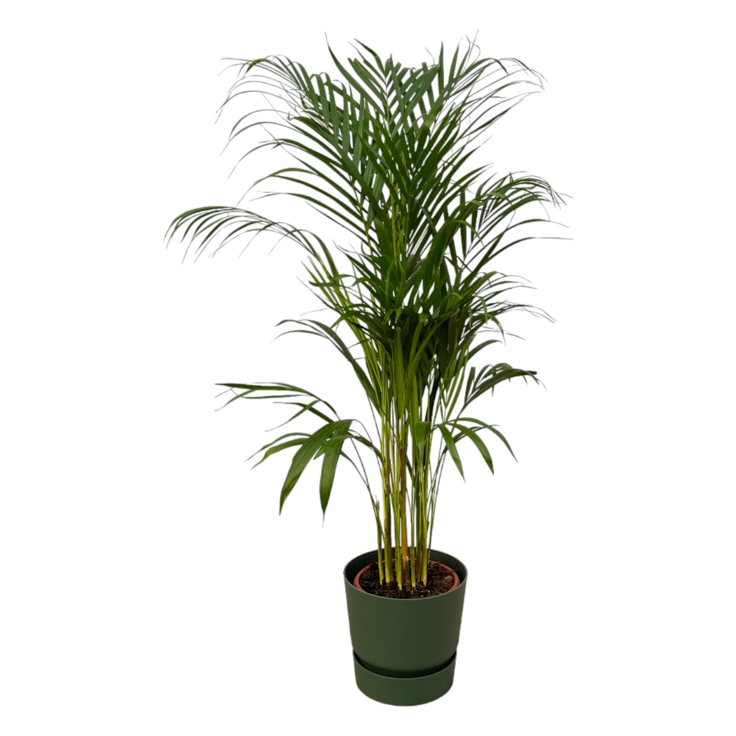 Areca Palme Ø21cm – 110cm hoch im elho Greenville Topf