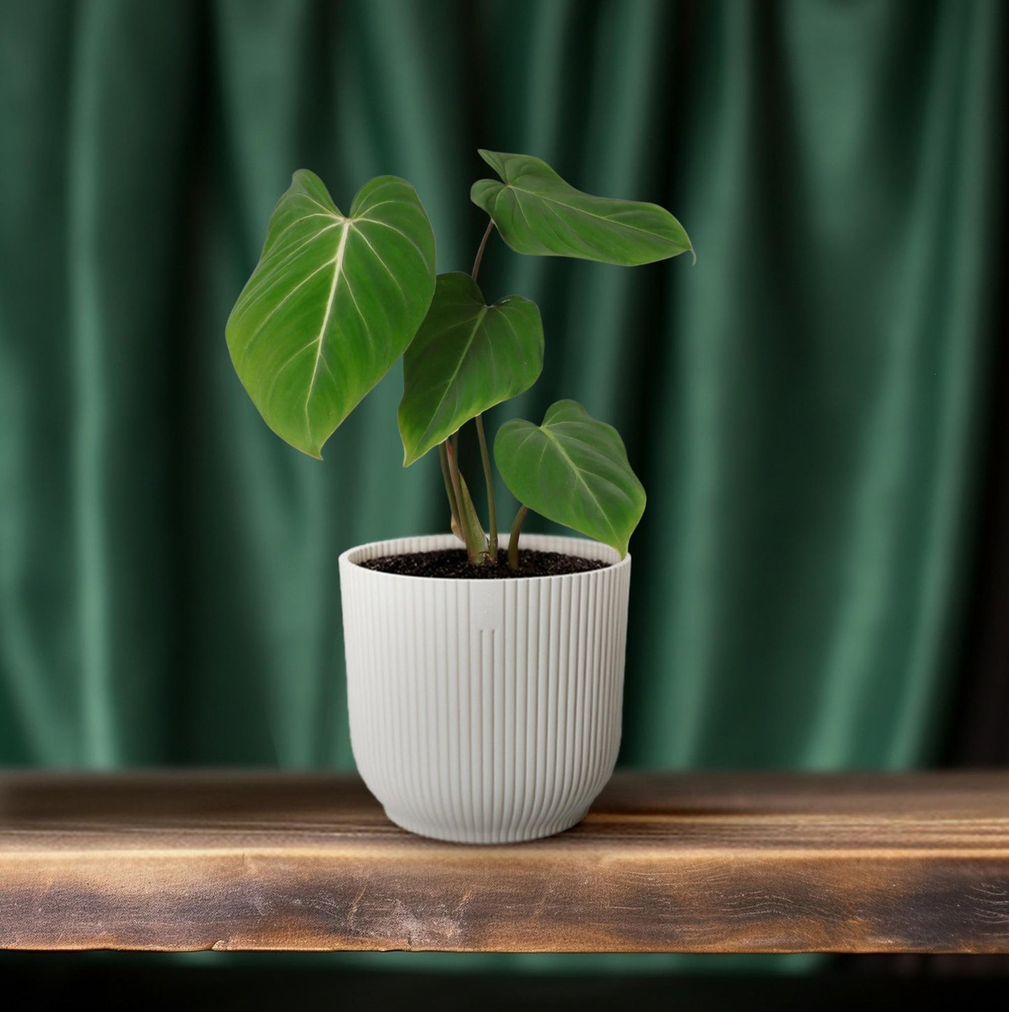 Philodendron Gloriosum – Pflegeleichte Zimmerpflanze Ø12cm