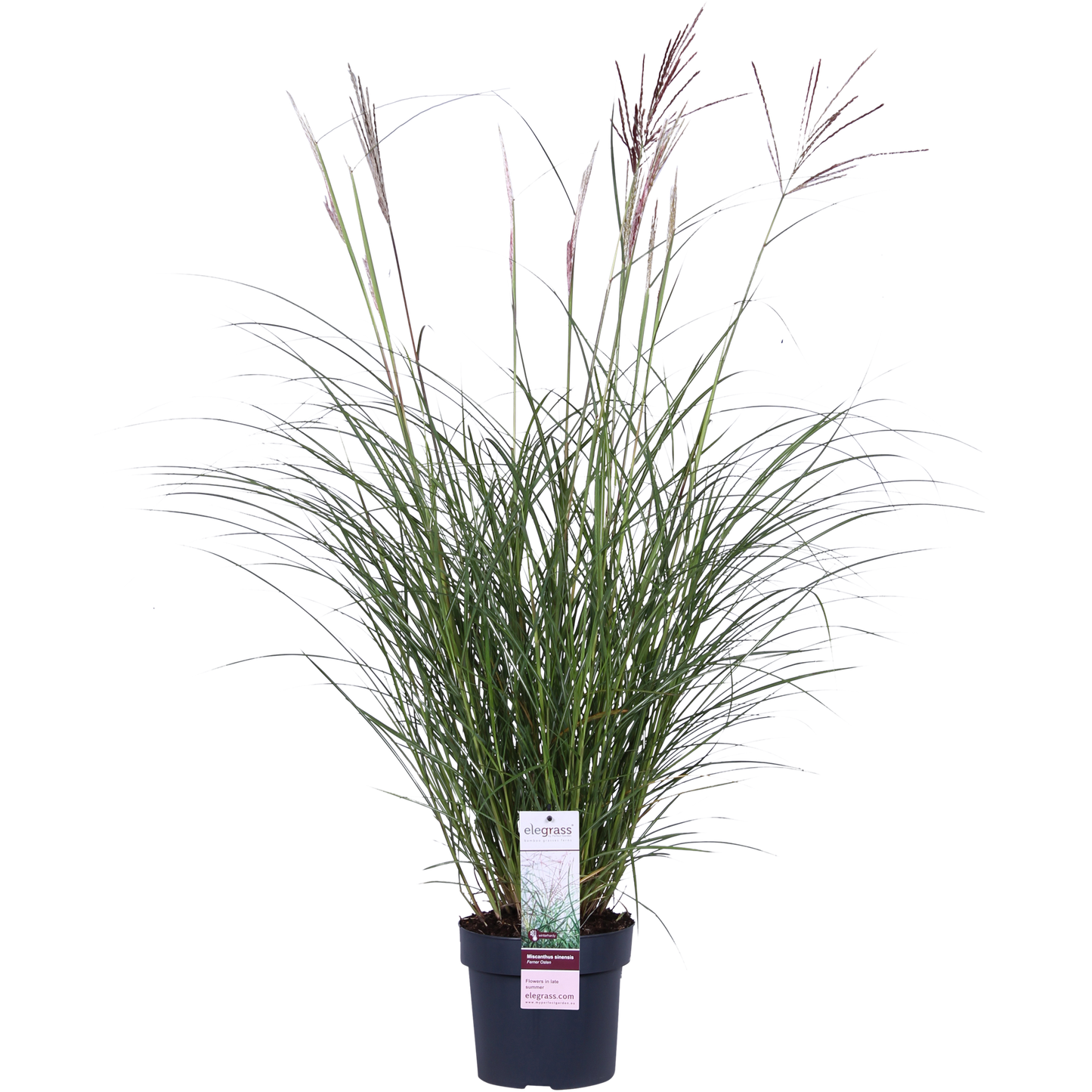 Miscanthus sinensis Ferner Osten – Robust & Pflegeleicht Ø19cm