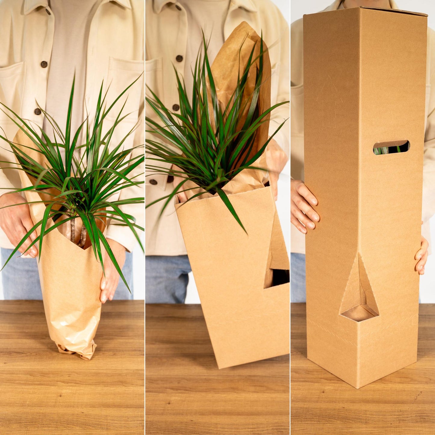 Clusia Rosea 'Princess' – Pflegeleichte Zimmerpflanze 60 cm