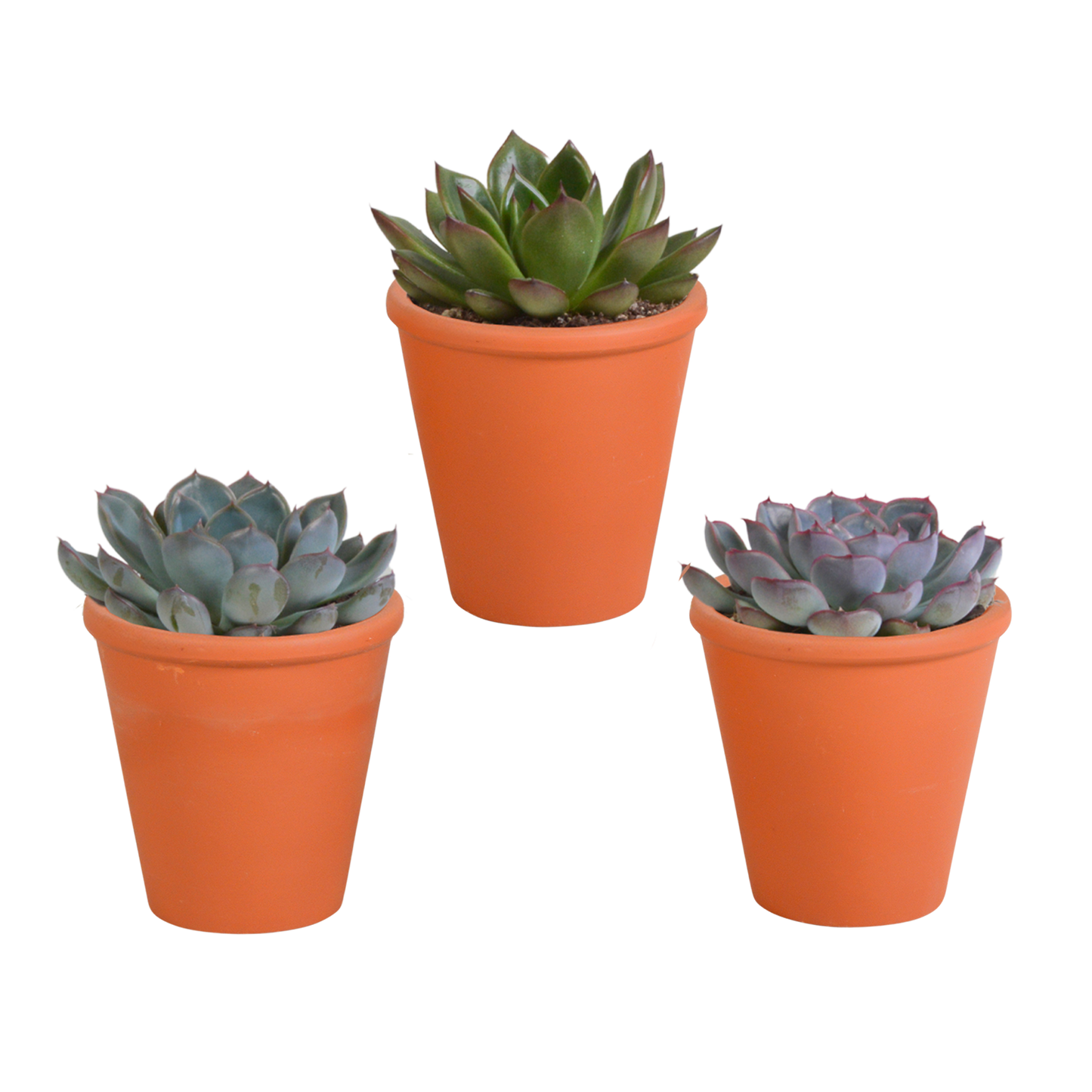 Echeveria-Mischung 3er Set im Terrakotta-Topf 8,5 cm