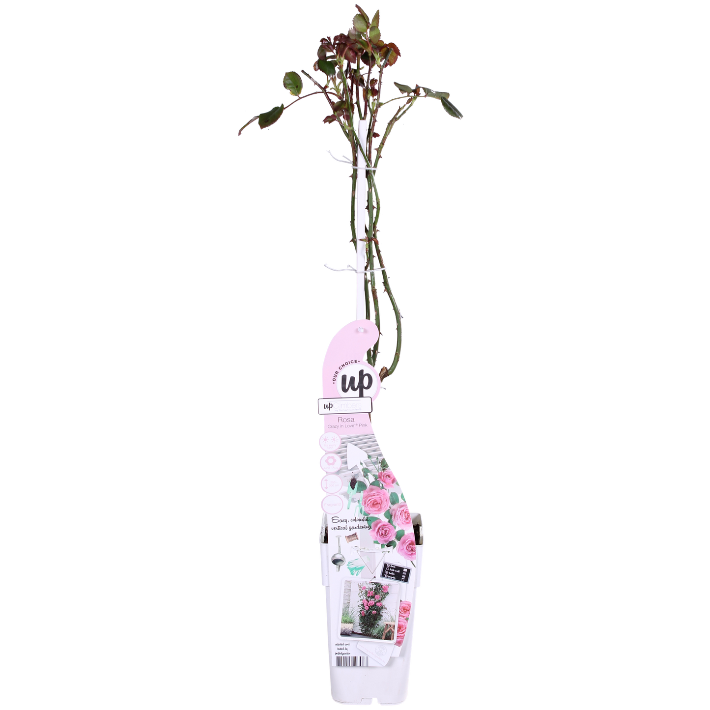 3x Kletterrose Rosa Crazy in Love 'Pink' – 65 cm, Ø15 cm