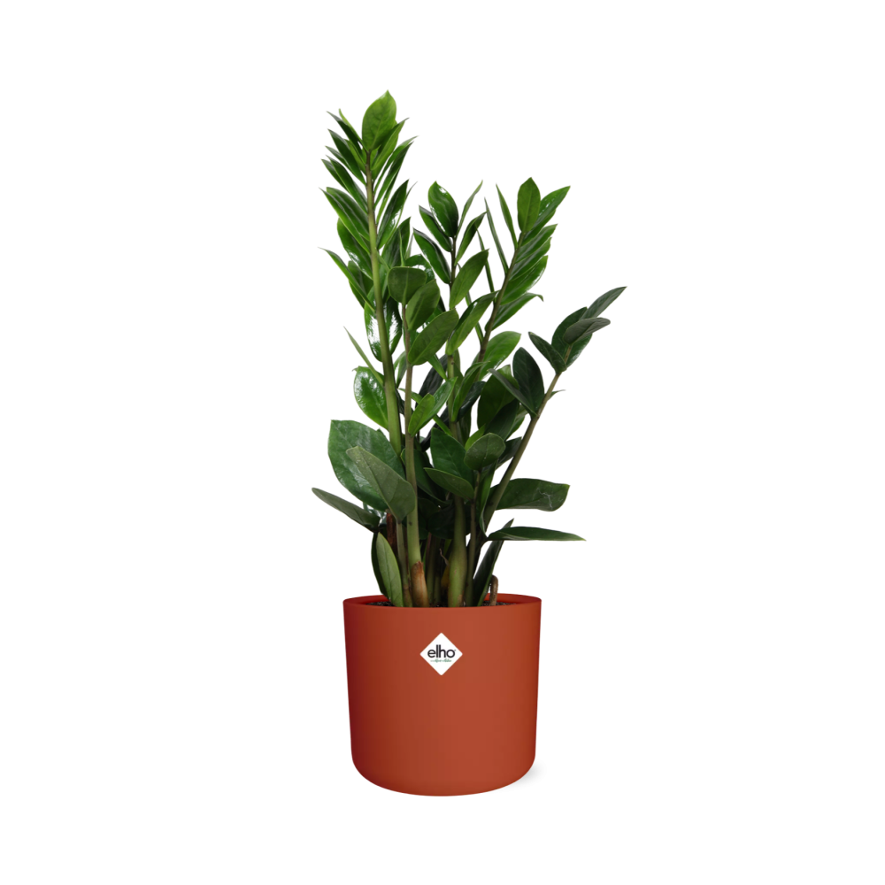 Zamioculcas – Pflegeleichte ZZ-Pflanze im ELHO b.for soft Topf 14cm