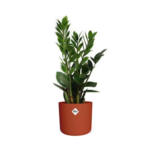 Zamioculcas – Pflegeleichte ZZ-Pflanze im ELHO b.for soft Topf 14cm