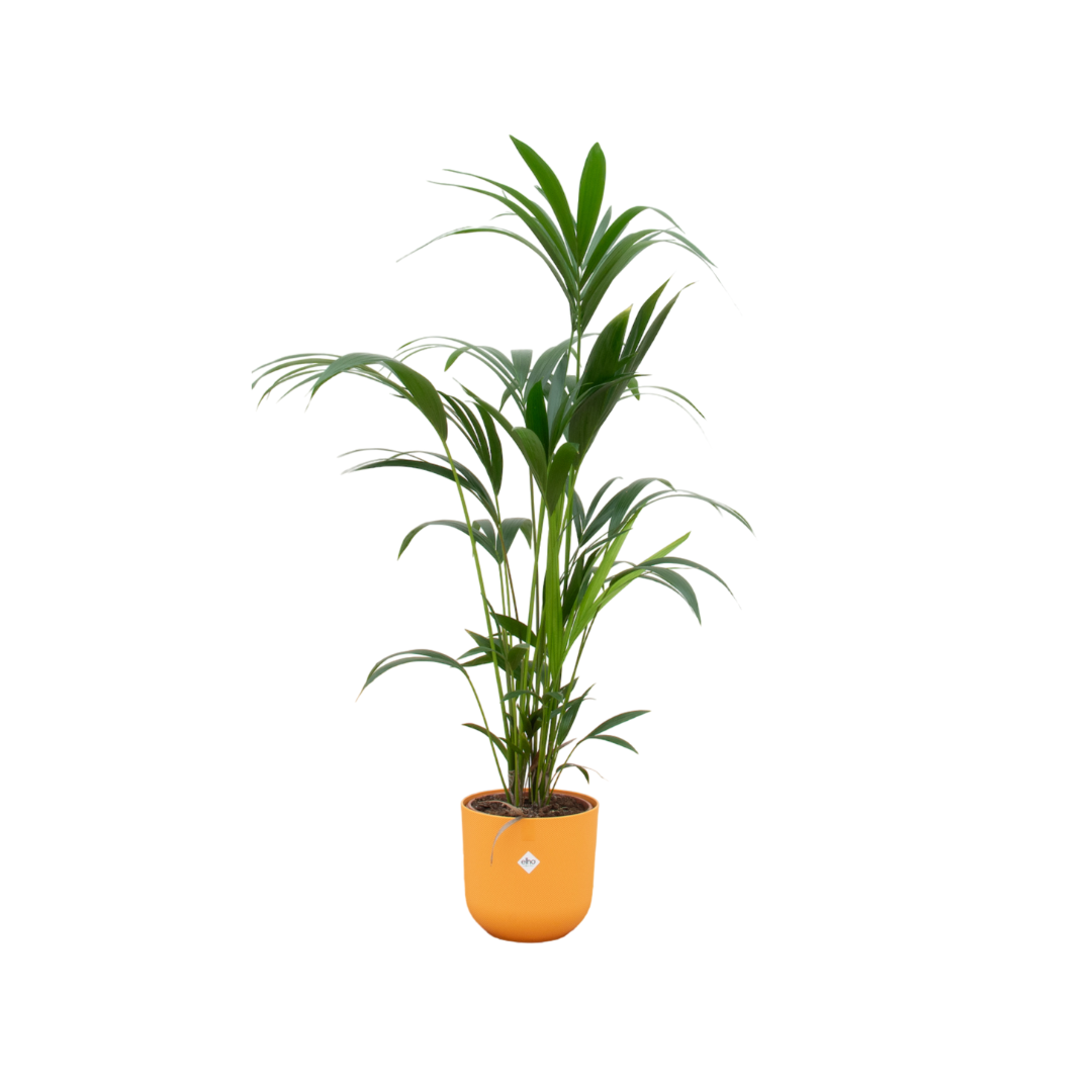 Kentia-Palme im elho Jazz Round Topf Ø26 cm, 160 cm hoch