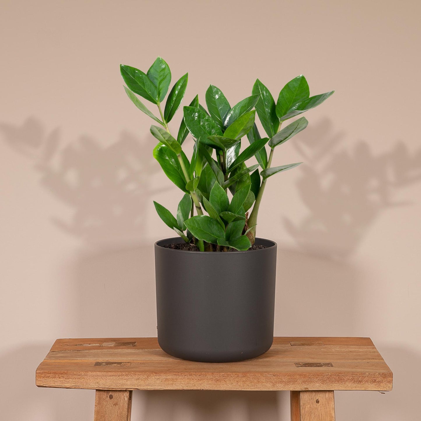 Zamioculcas Zimmerpflanze Ø12cm, 35cm hoch – Pflegeleicht & Robust