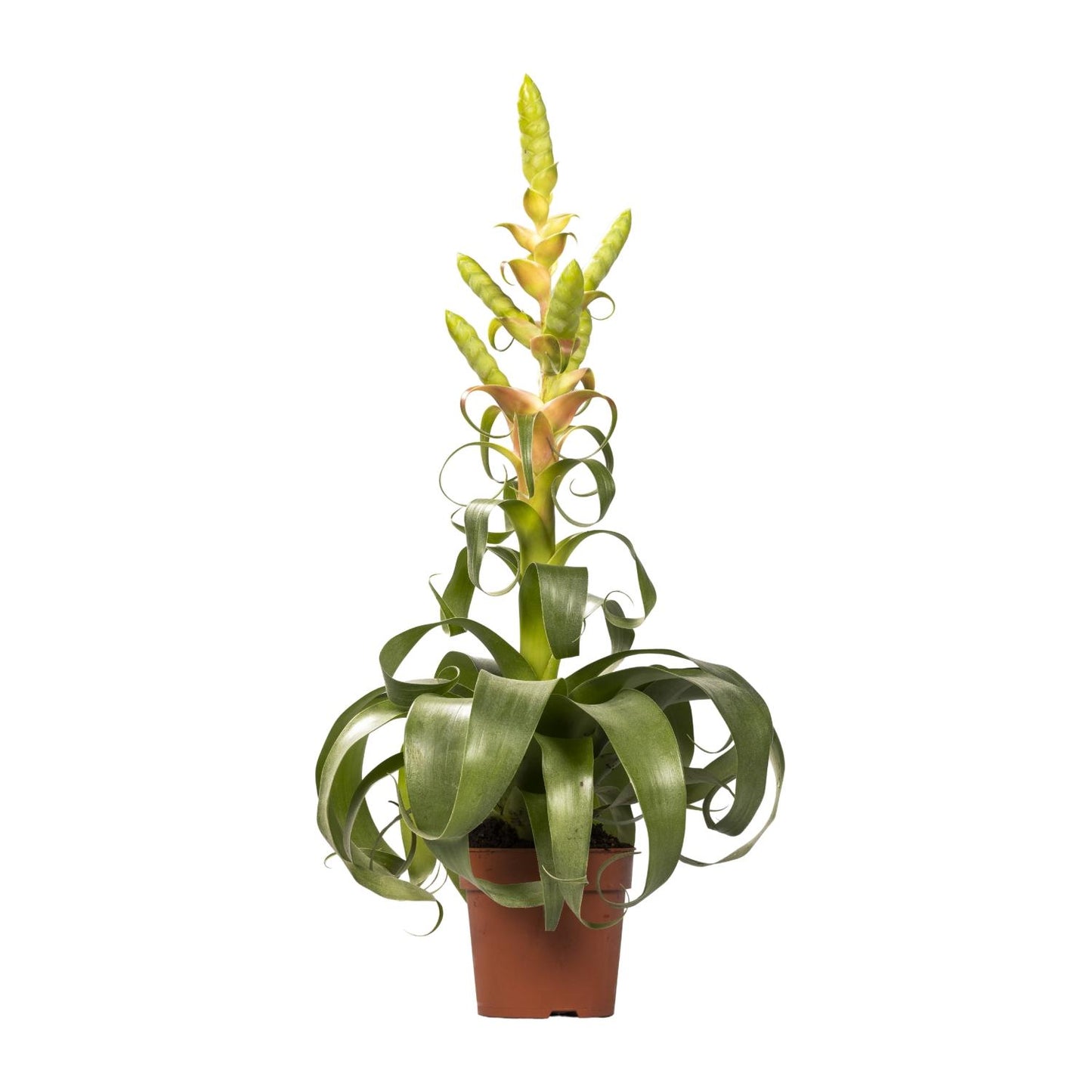 Tillandsia Samantha – Pflegeleichte Luftpflanze Ø12cm, 55cm hoch