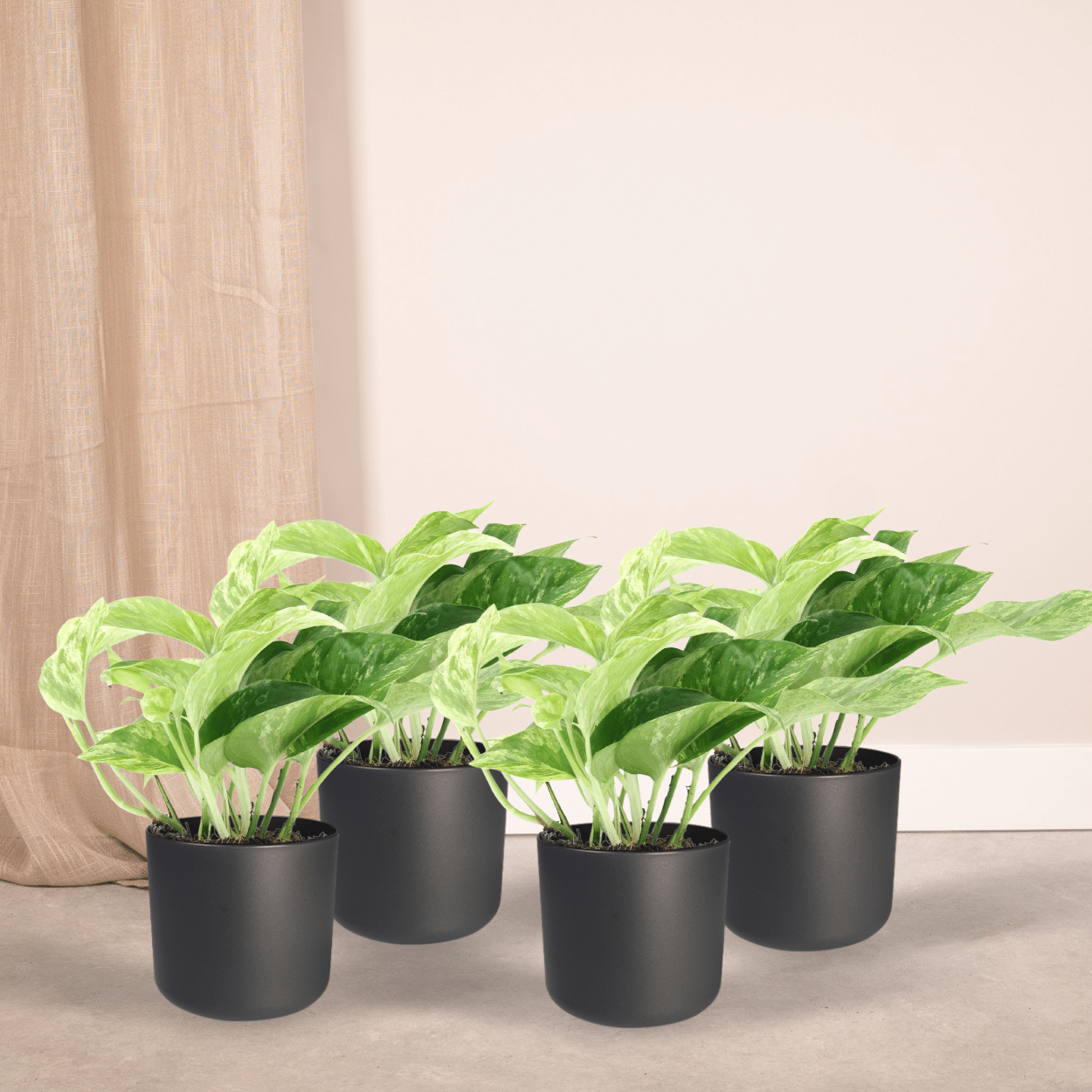 Epipremnum Marble Queen – 4er Set Ø12cm – Pflegeleichte Zimmerpflanze