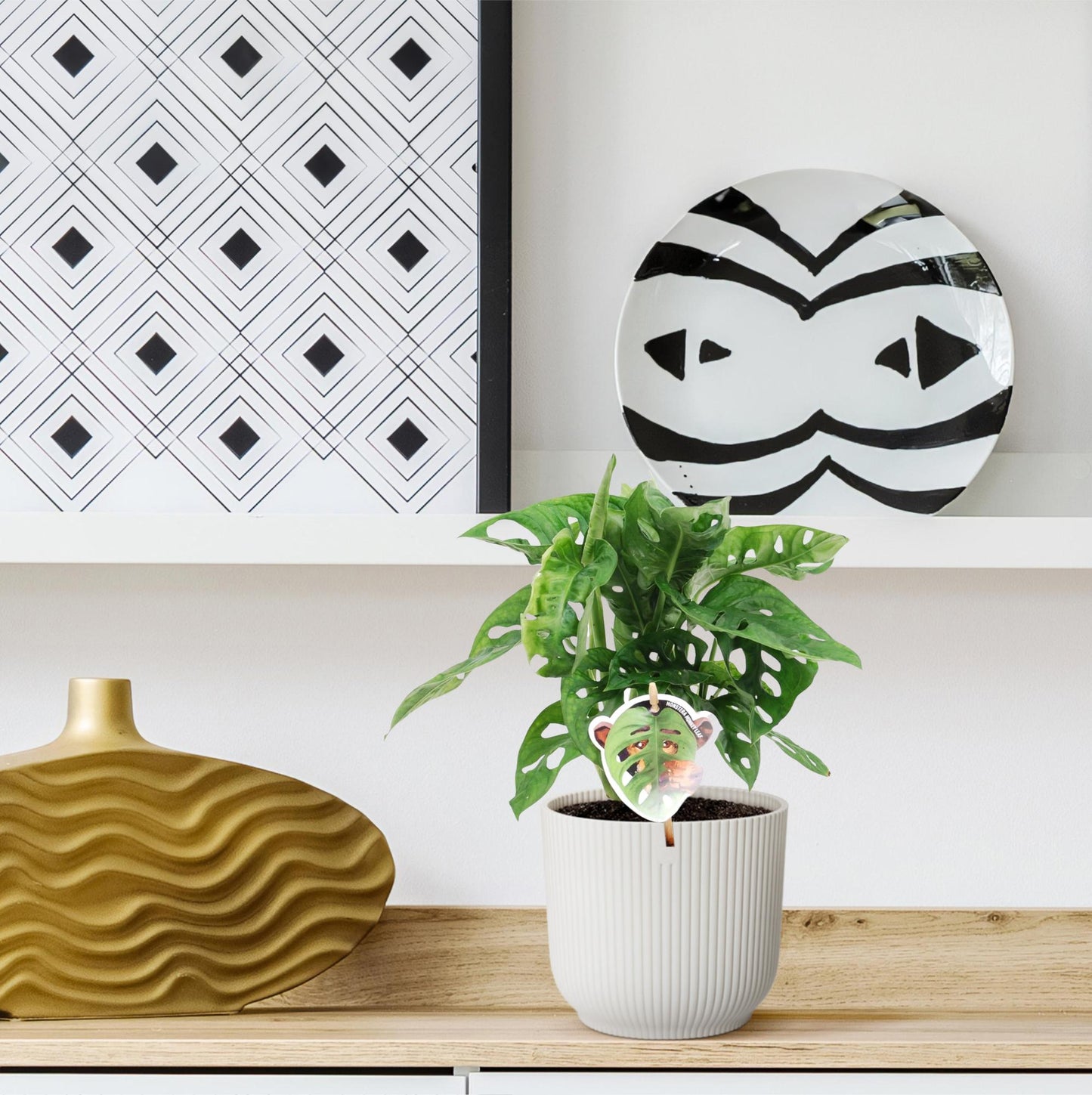 Monstera obliqua 'Monkey Leaf' – Tropische, pflegeleichte Zimmerpflanze 25 cm