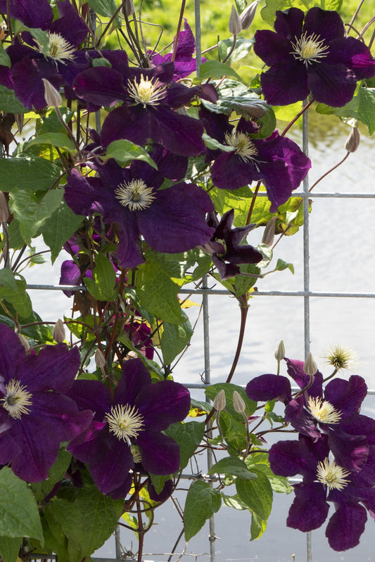 3x Clematis Warszawska Nike – Große dunkelrote Blüten