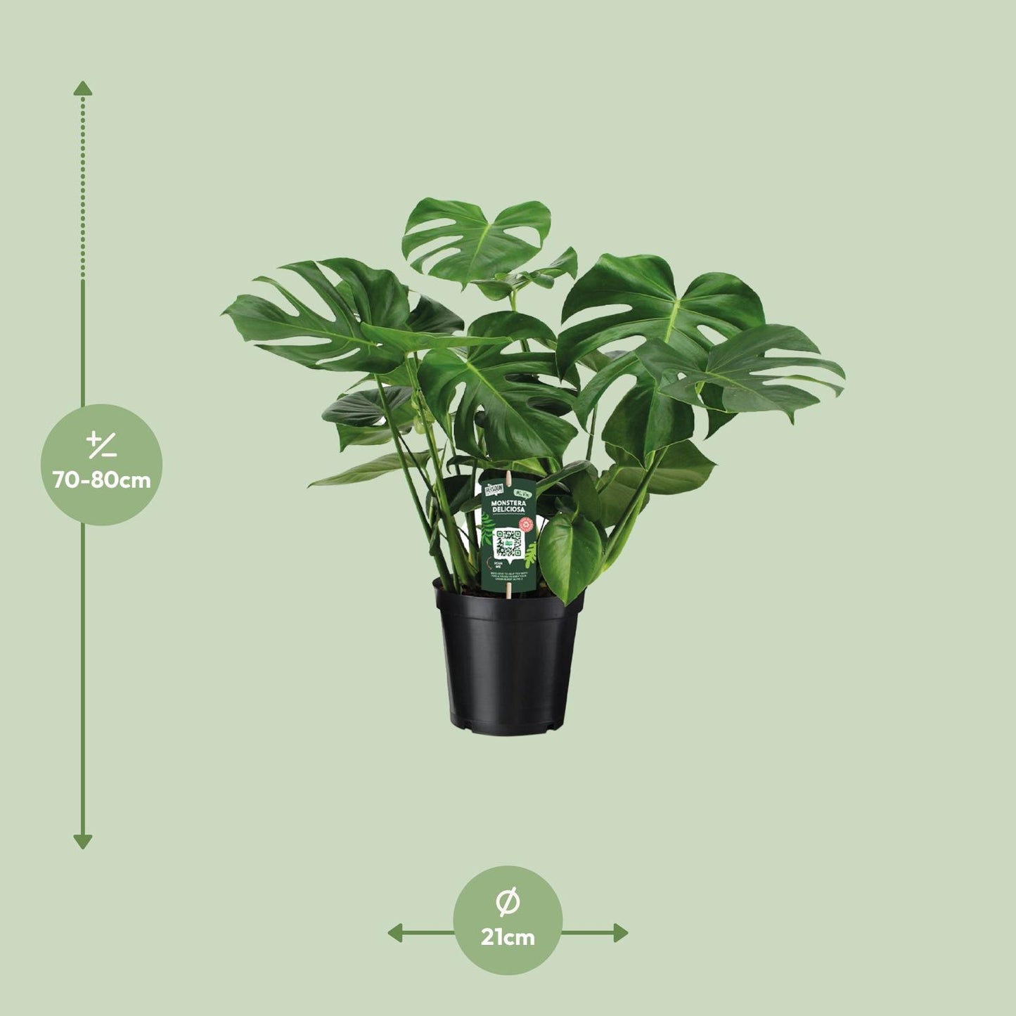 Monstera Deliciosa – Tropische Lochpflanze Ø21cm, 65cm hoch