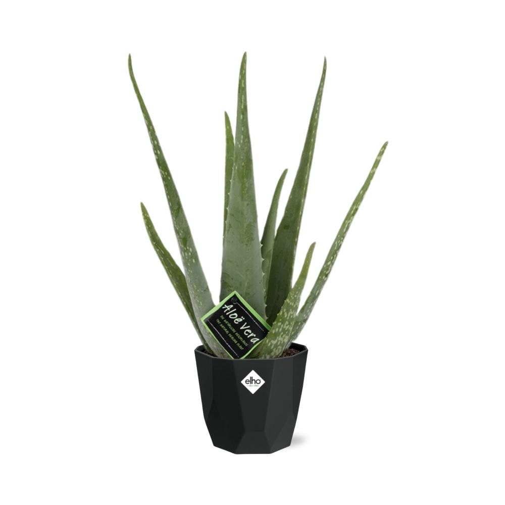 Aloe Vera 12cm in 14cm Topf b.for rock living black