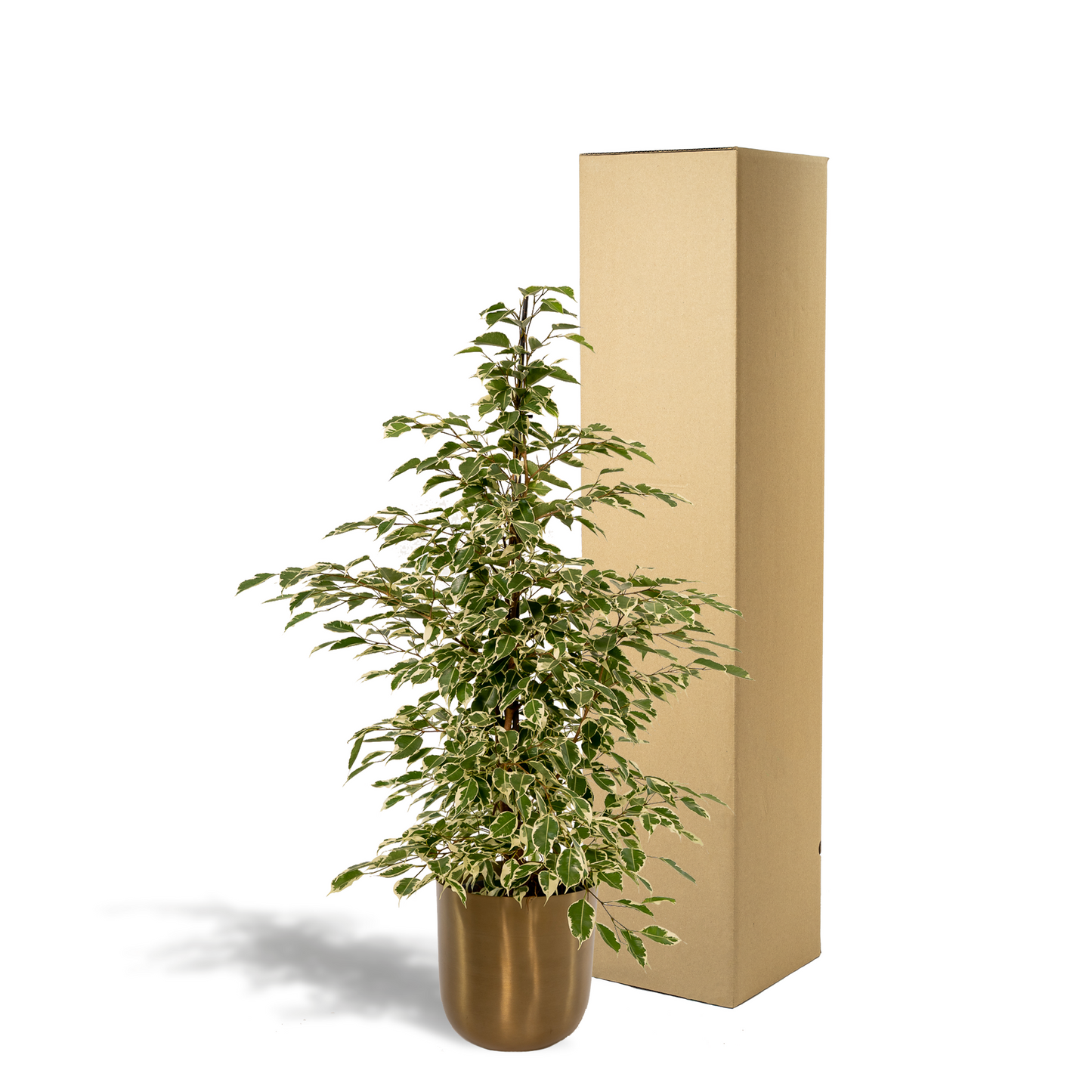 Ficus benjamina Twilight – Elegante & pflegeleichte Zimmerpflanze Ø21cm