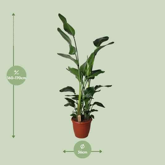 Strelitzia Nicolai – Exotische Paradiesvogelblume Ø36cm, 170cm hoch