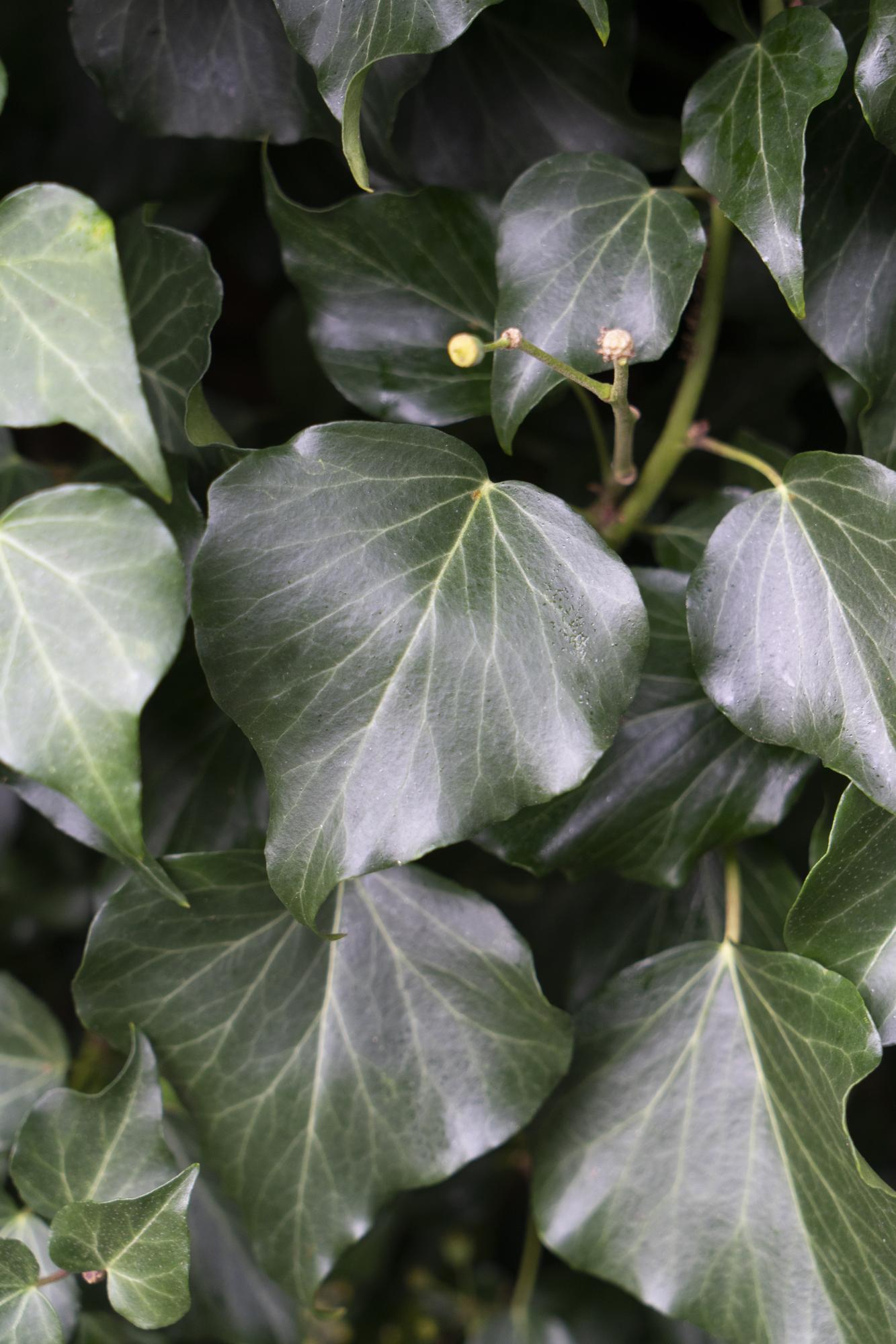 4x Hedera hibernica – Pflegeleichter Efeu Ø15cm, 65cm hoch