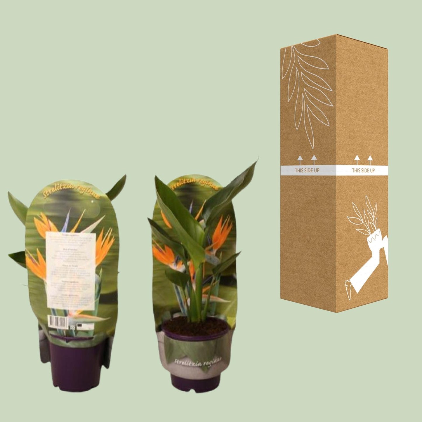 Strelitzia Reginae – Paradiesvogelblume Ø12cm, Höhe 40cm