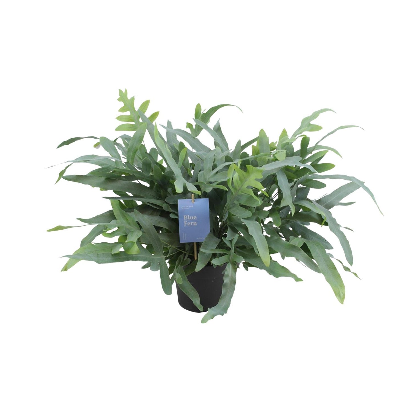 Phlebodium Aureum Blue Star – Pflegeleichter Goldfarn Ø17cm