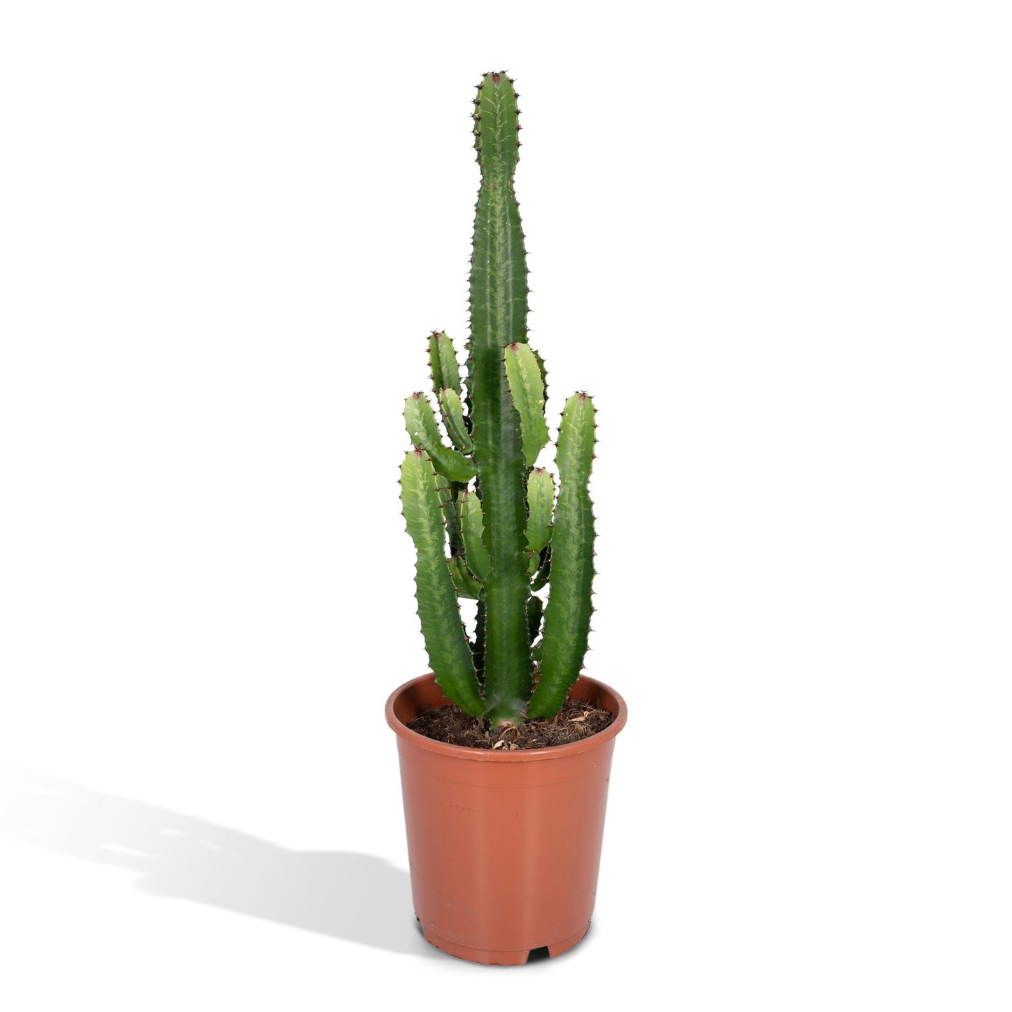 Euphorbia Acrurensis – Robuste Exotische Sukkulente Ø24cm