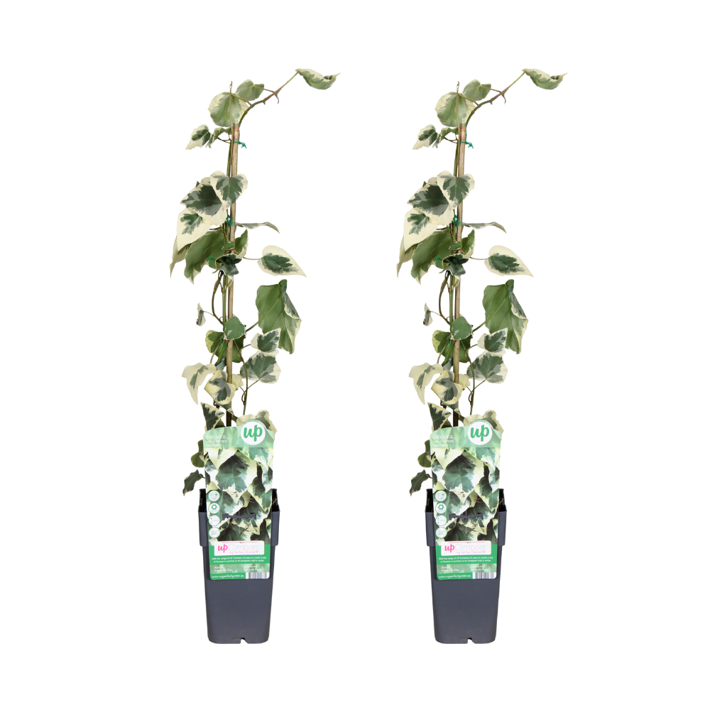 Hedera colchica Dentata Variegata – 2er-Set, Ø15cm, ca. 65cm Höhe