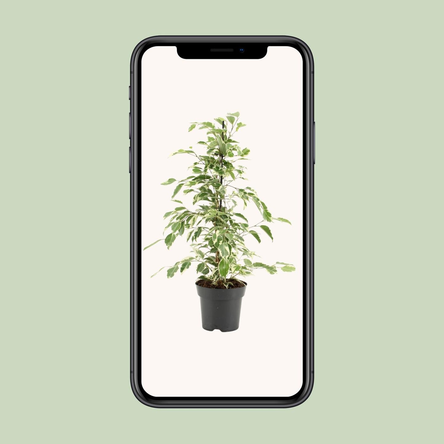 Ficus Benjamina Twilight – Pflegeleichte Zimmerpflanze Ø14cm