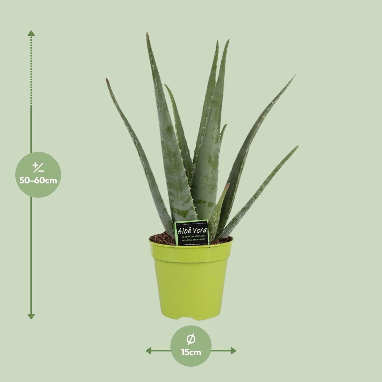 Aloe Vera - Pflegeleichte und elegante Zimmerpflanze Ø15cm