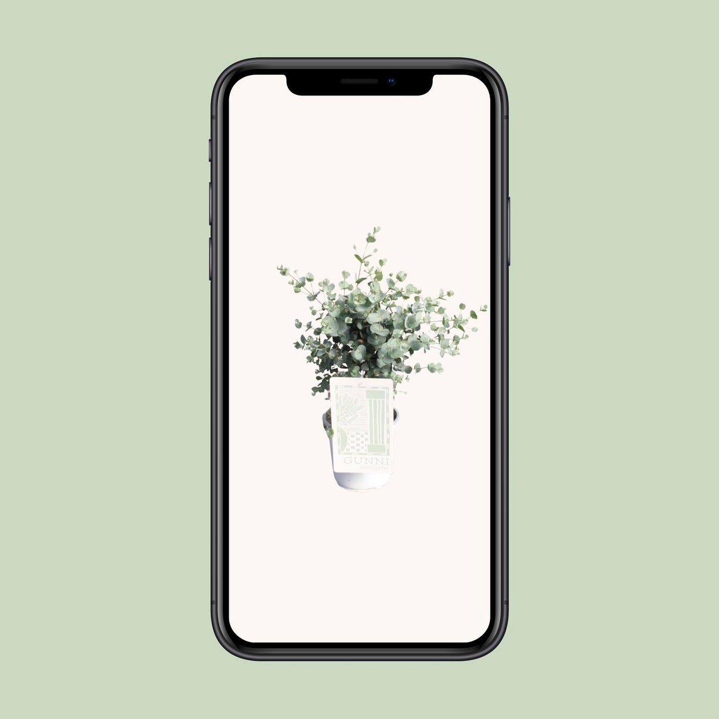 Eukalyptus im Ø17cm Topf – Pflegeleicht & Aromatisch
