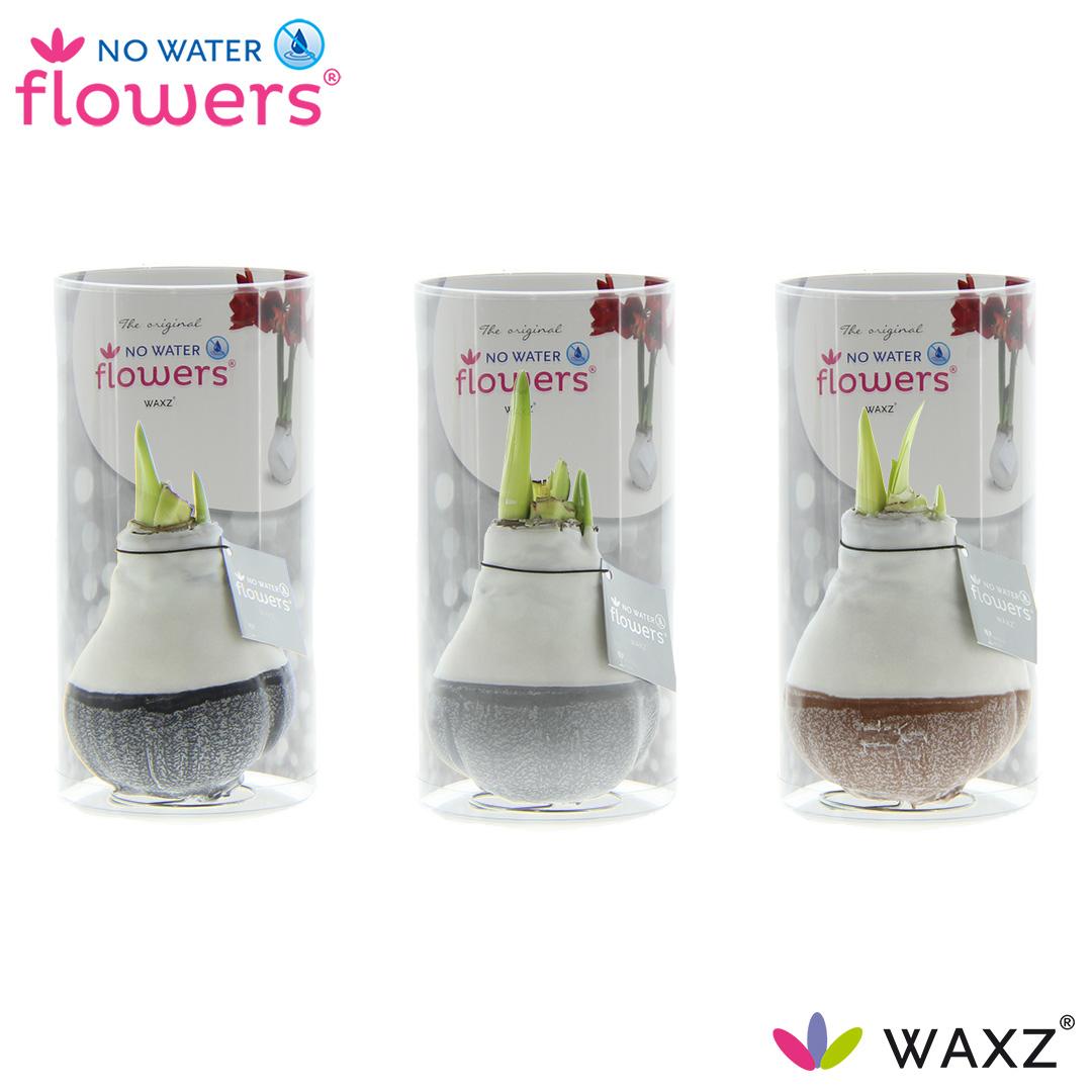 No Water Flowers Waxz Dipz Natural – 3er-Set Ø7 cm