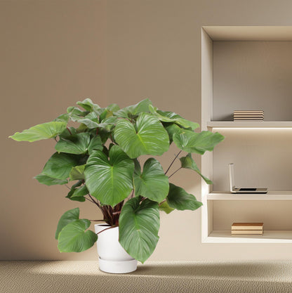 Homalomena Rubescens Maggy - 100 cm - ø27