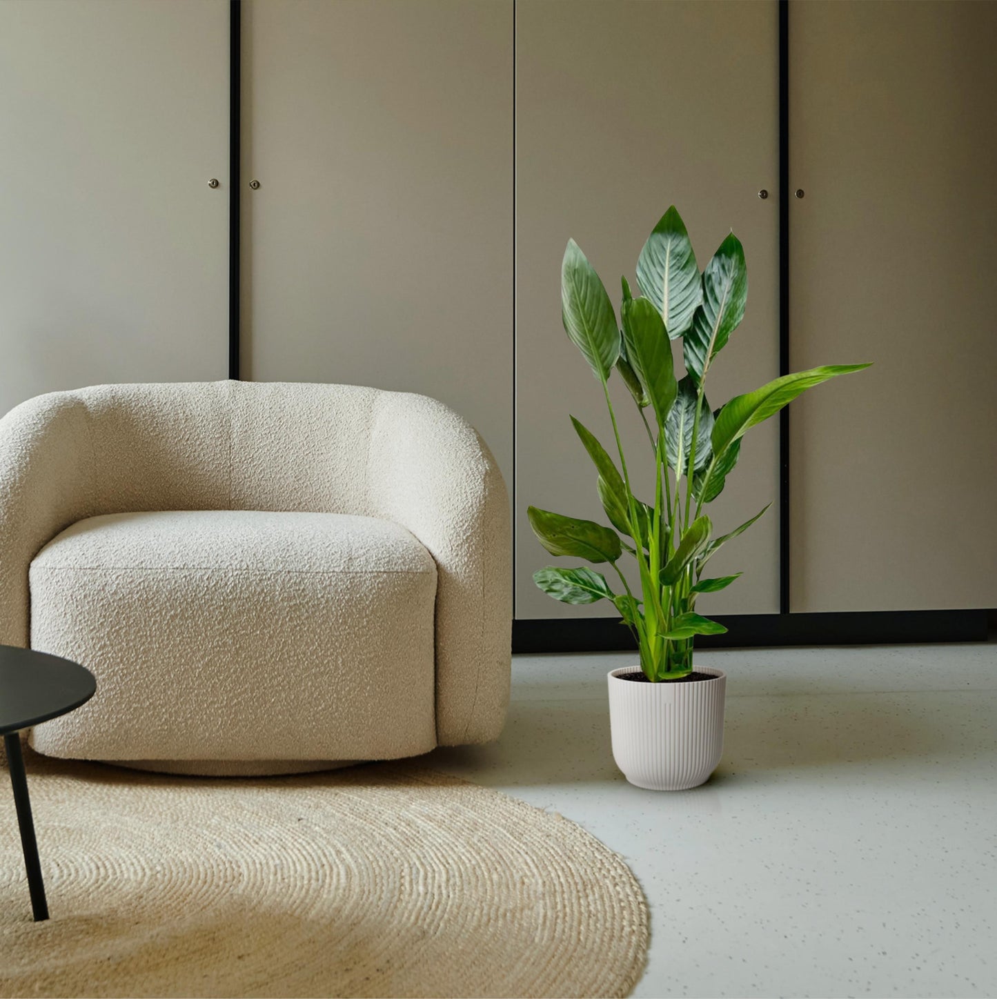 Strelitzia Reginae – Paradiesvogelblume 100 cm Ø19