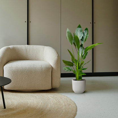 Strelitzia Reginae – Paradiesvogelblume 100 cm Ø19