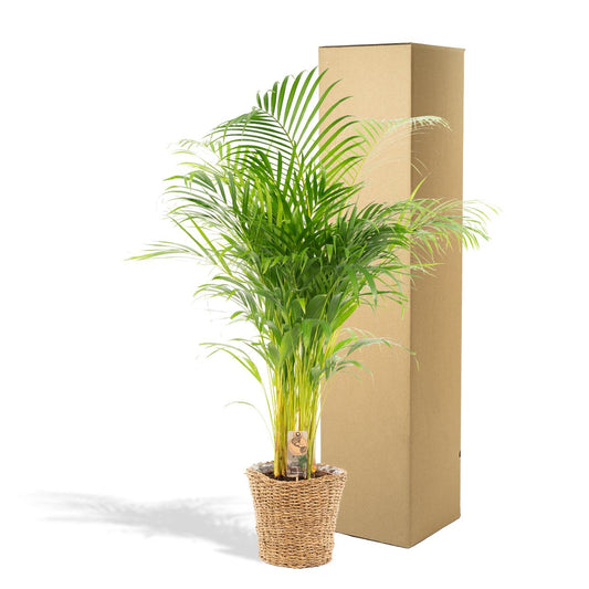 Areca-Palme im Korb – 130 cm Höhe, Ø 24 cm Topf