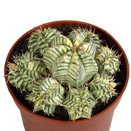 Euphorbia meloformis variegata – pflegeleichte Sukkulente