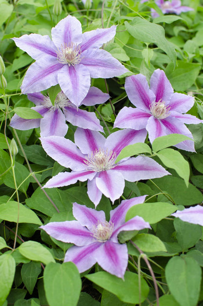3x Clematis Dr. Ruppel – Blühende Kletterpflanze Ø15cm, 65cm hoch