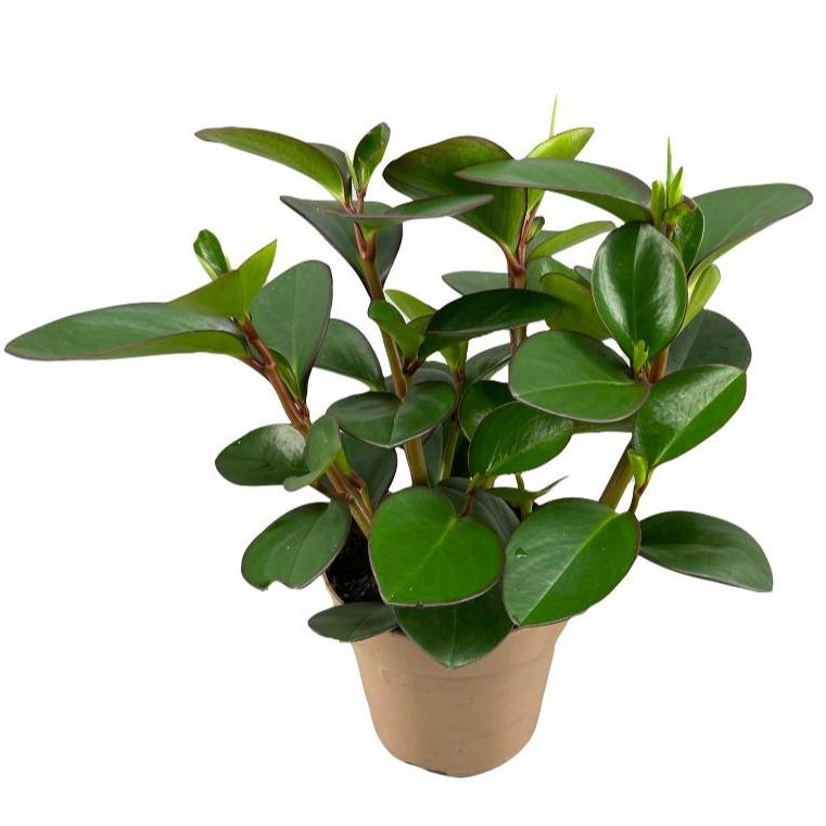 Peperomia Clusiifolia Red Margin – Pflegeleichte Trendpflanze Ø15cm