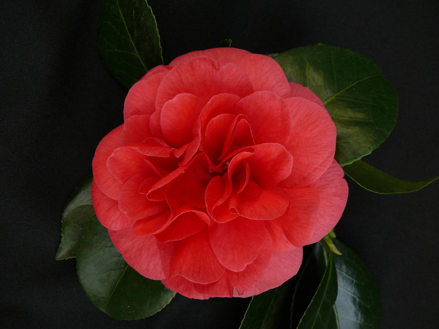 Kamelie 'Lady Campbell' – Eleganter Winterblüher Ø26-29cm