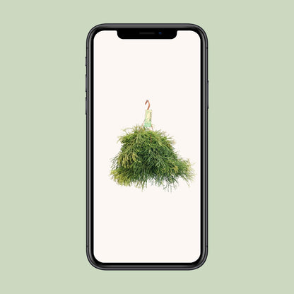 Rhipsalis Clavata – Pflegeleichter Hängekaktus Ø21cm