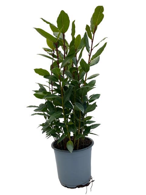 Echter Lorbeer auf Stamm – Ø14cm, 35cm Höhe