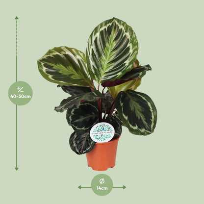 Calathea Medallion – Exotische pflegeleichte Zimmerpflanze Ø14 cm