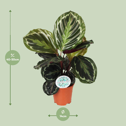 Calathea Medallion – Exotische pflegeleichte Zimmerpflanze Ø14 cm